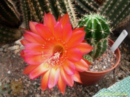 Echinopsis Hybride  